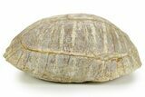 Colorful Inflated Fossil Tortoise (Stylemys) - South Dakota #373007-8